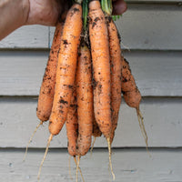 Yaya – Organic Carrot Seed