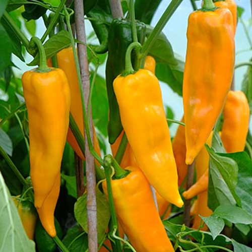 Yellow hot pepper Seeds line of organic vegetable Seeds