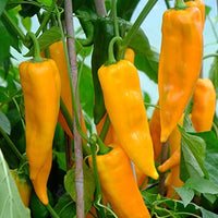 Yellow hot pepper Seeds line of organic vegetable Seeds