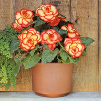 Yellow-Red Picotee Begonia