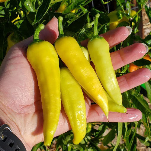 Hungarian Hot Wax Organic Pepper Seeds