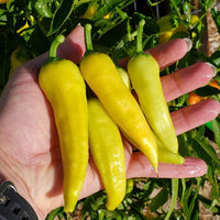 Hungarian Hot Wax Organic Pepper Seeds