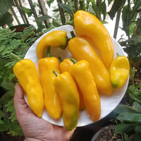 Yellow hot pepper Seeds line of organic vegetable Seeds