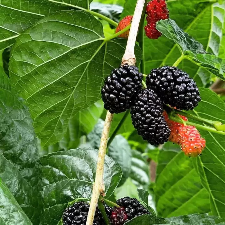 Heirloom Non-GMO Mulberry Flower Seeds | Sweet Shahtoot Morus Indica for Home Gardens - Non-GMO for planting in home garden