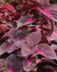 Heirloom Pink Coleus Flower Seeds for Planting – Non-GMO, Vibrant Ornamental Garden Foliage