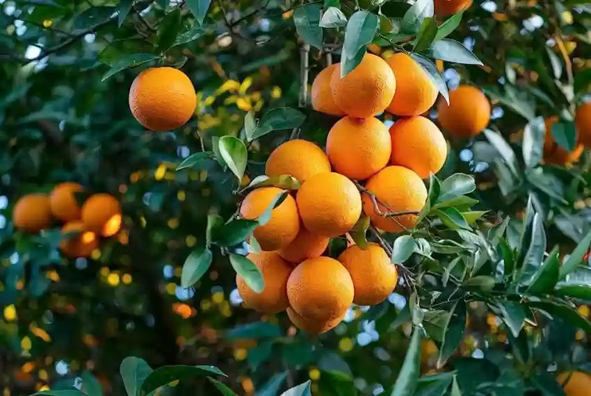 Citrus Kinnow Seeds