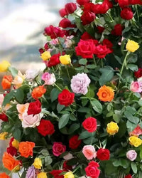 Rose Tree Flower Seeds for Planting – Non-GMO, Heirloom Garden Seeds for Vibrant Growth