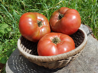 Carbon – Organic Tomato Seed