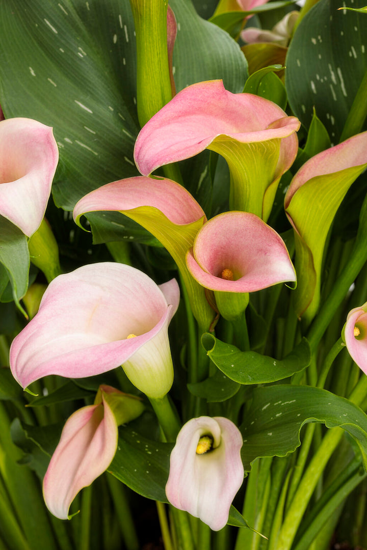 Heirloom Non-GMO Baby Pink Calla Flower Seeds for Planting – Elegant Garden Bulb Seeds