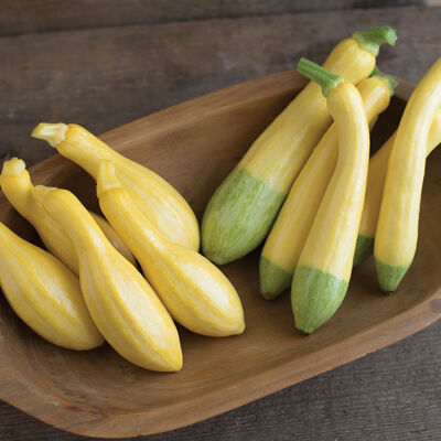 Butterfingers – Organic Yellow Summer Squash Seed