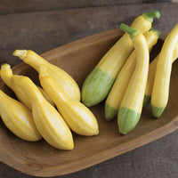 Butterfingers – Organic Yellow Summer Squash Seed