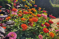 Seedling Mega Pack- Pollinator Friendly, Cut Flowers & Lavender