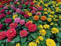 Seedling 5 Pack- Pollinator Friendly Flowers